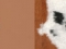 beige CO45 / furtex cow