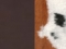 tummanruskea CO37 / furtex cow