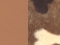 beige CO45 / bones brown