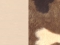 luonnonvalkoinen DPCV11 / bones brown