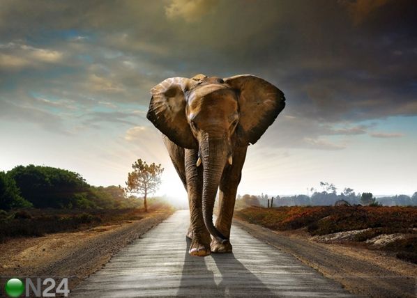 Fleece-kuvatapetti BIG ELEPHANT 360x270 cm