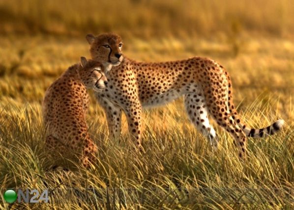 Fleece-kuvatapetti CHEETAHS 360x270 cm