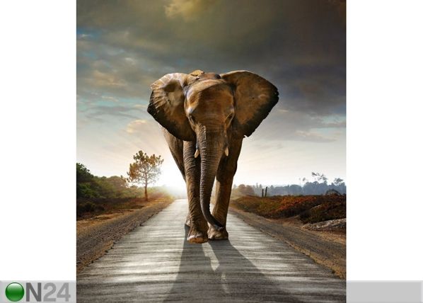 Fleece kuvatapetti ELEPHANT 180x202 cm