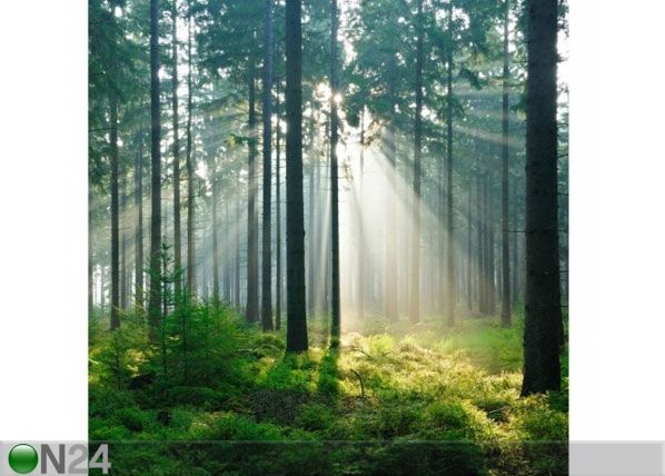 Fleece-kuvatapetti ENLIGHTENED FOREST