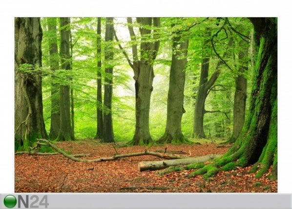 Fleece-kuvatapetti MIGHTY BEECH TREES