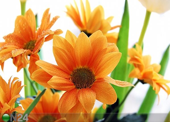 Fleece-kuvatapetti ORANGE FLOWERS 360x270 cm