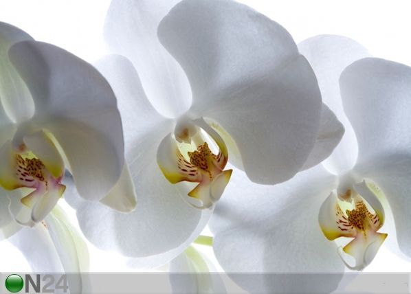 Fleece-kuvatapetti WHITE ORCHID 360x270 cm