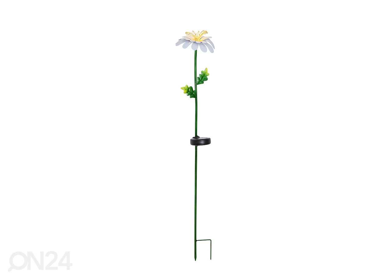 Aurinkokennovalaisin Daisy kuvasuurennos