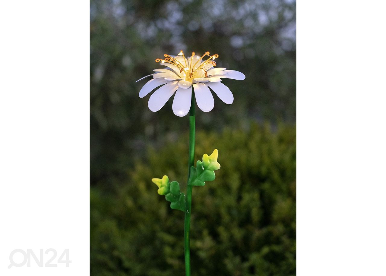 Aurinkokennovalaisin Daisy kuvasuurennos