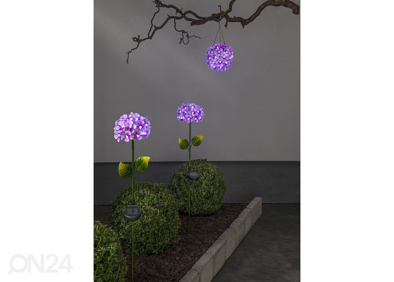 Aurinkokennovalaisin Hortensia kuvasuurennos