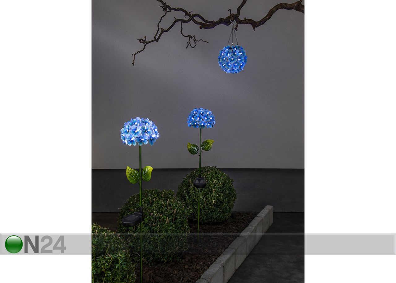 Aurinkokennovalaisin Hortensia kuvasuurennos