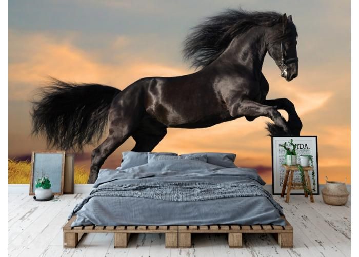 Fleece kuvatapetti Black Friesian Horse in Sunset 368x254 cm kuvasuurennos