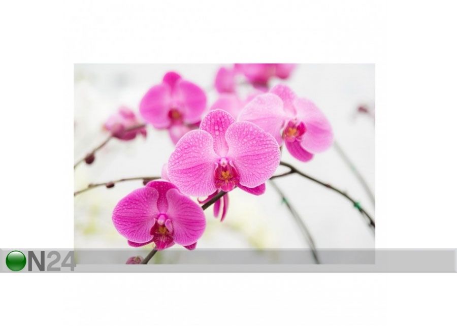 Fleece-kuvatapetti CLOSE UP ORCHID kuvasuurennos