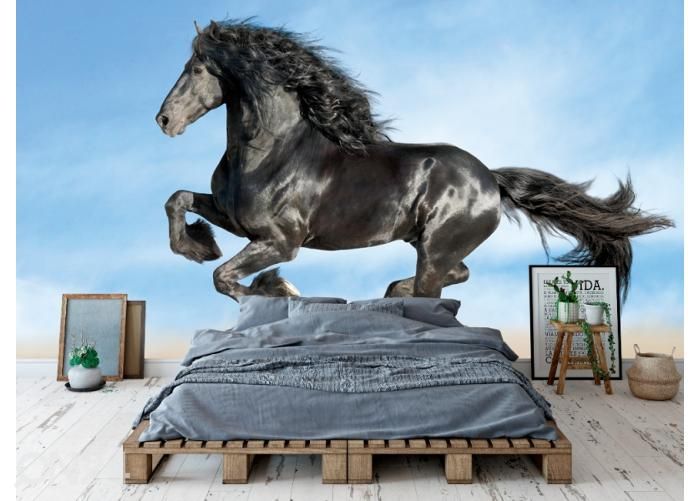 Fleece kuvatapetti Frisian Black Horse 416x290 cm kuvasuurennos