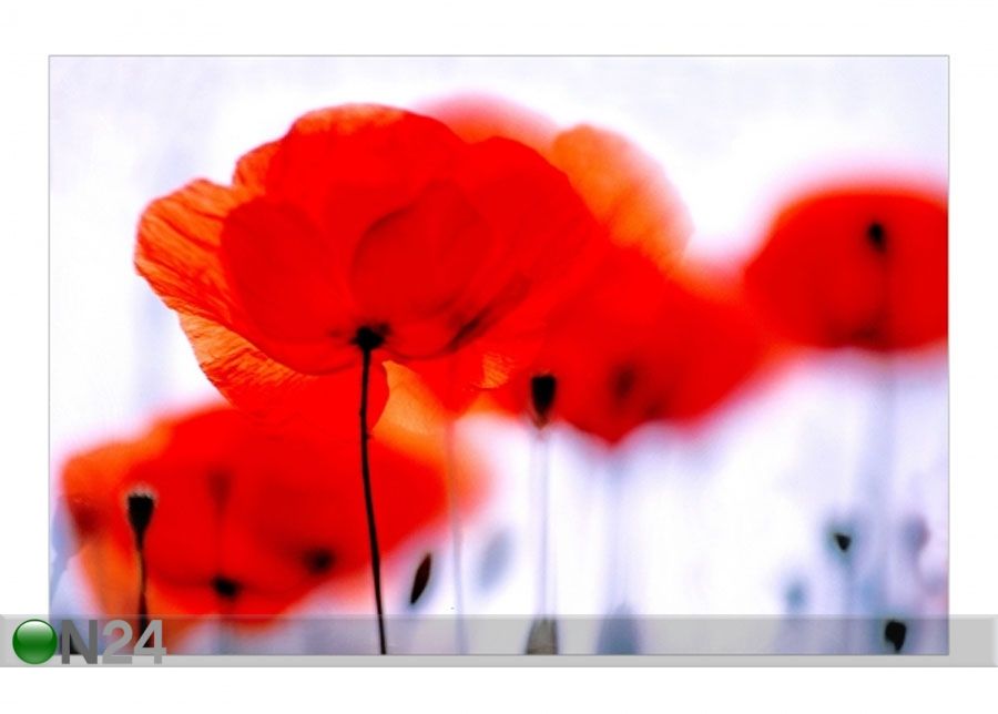 Fleece-kuvatapetti MAGIC POPPIES kuvasuurennos
