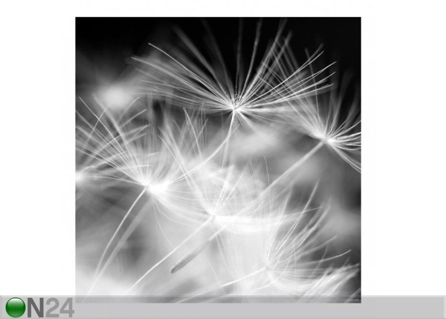Fleece-kuvatapetti MOVING DANDELIONS CLOSE UP PN BLACK BACKGROUND kuvasuurennos