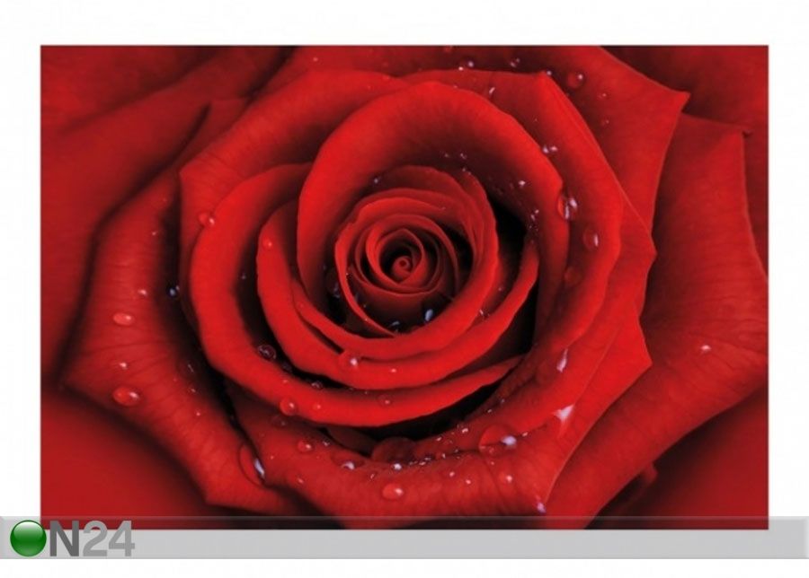 Fleece-kuvatapetti RED ROSE WITH WATER DROPS kuvasuurennos