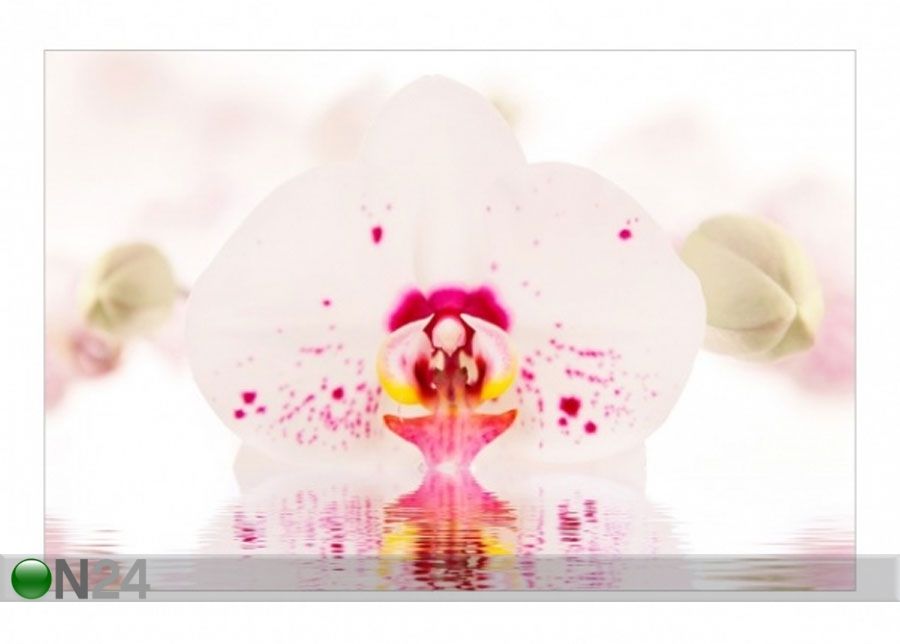 Fleece-kuvatapetti SPOTTED ORCHID ON WATER kuvasuurennos