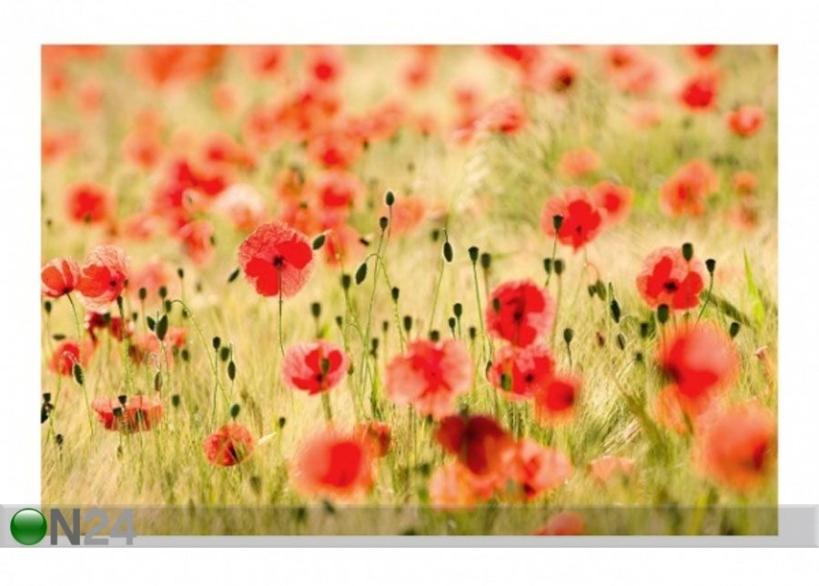 Fleece-kuvatapetti SUMMER POPPIES kuvasuurennos