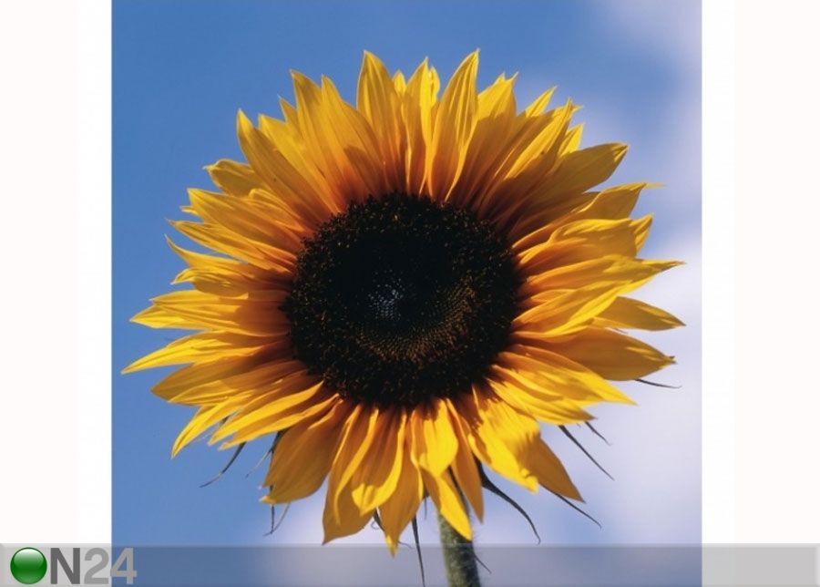 Fleece-kuvatapetti SUNFLOWER TRIO PART 1 kuvasuurennos