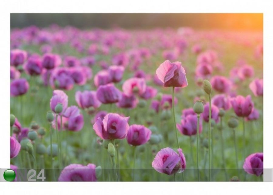 Fleece-kuvatapetti VIOLET POPPY FLOWERS MEADOW IN SPRING kuvasuurennos