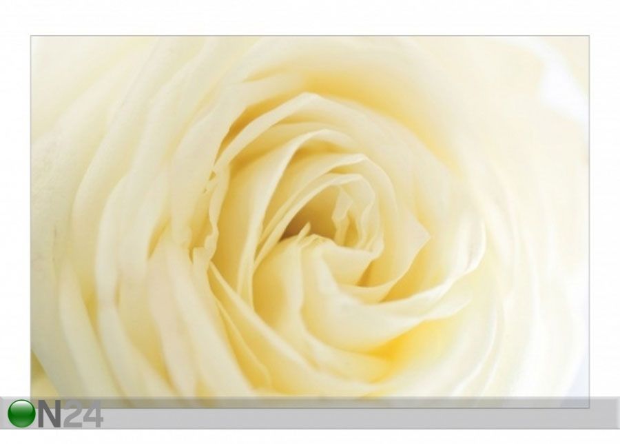 Fleece-kuvatapetti WHITE ROSE kuvasuurennos