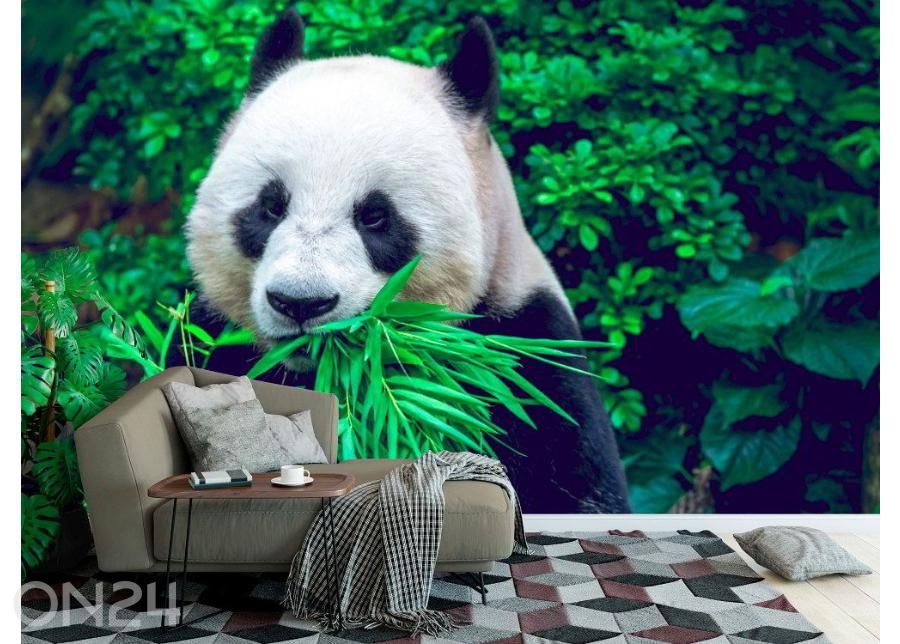 Non-woven kuvatapetti Giant Panda 368x254 cm kuvasuurennos
