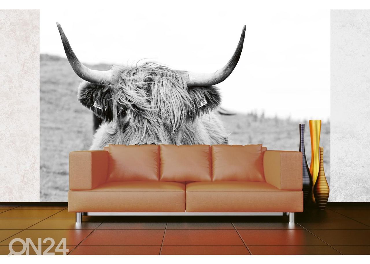 Non-woven kuvatapetti Scottish Cow kuvasuurennos