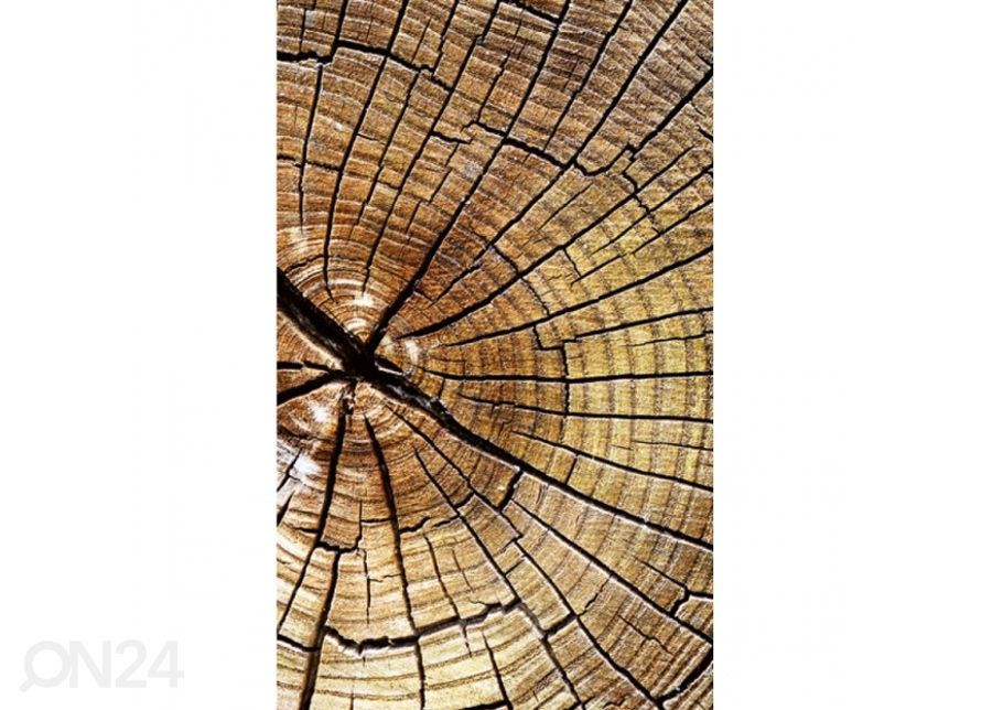 Non-woven kuvatapetti Wood 375x250 cm kuvasuurennos