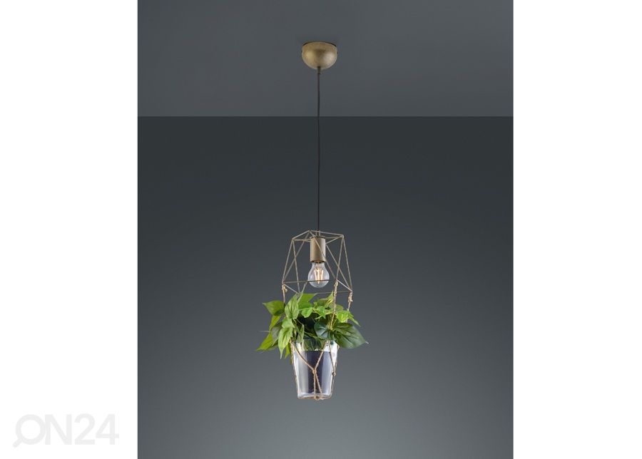 Riippuvalaisin Plant kuvasuurennos