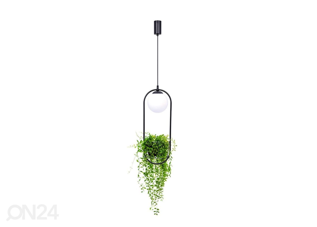 Riippuvalaisin Plant kuvasuurennos