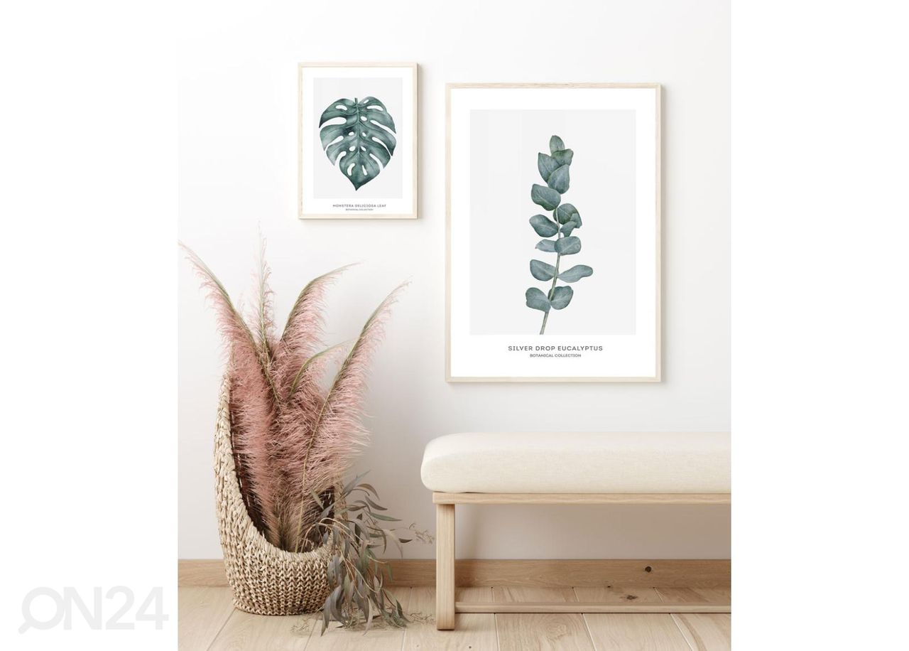 Seinäjuliste Eucalyptus 21x30 cm kuvasuurennos