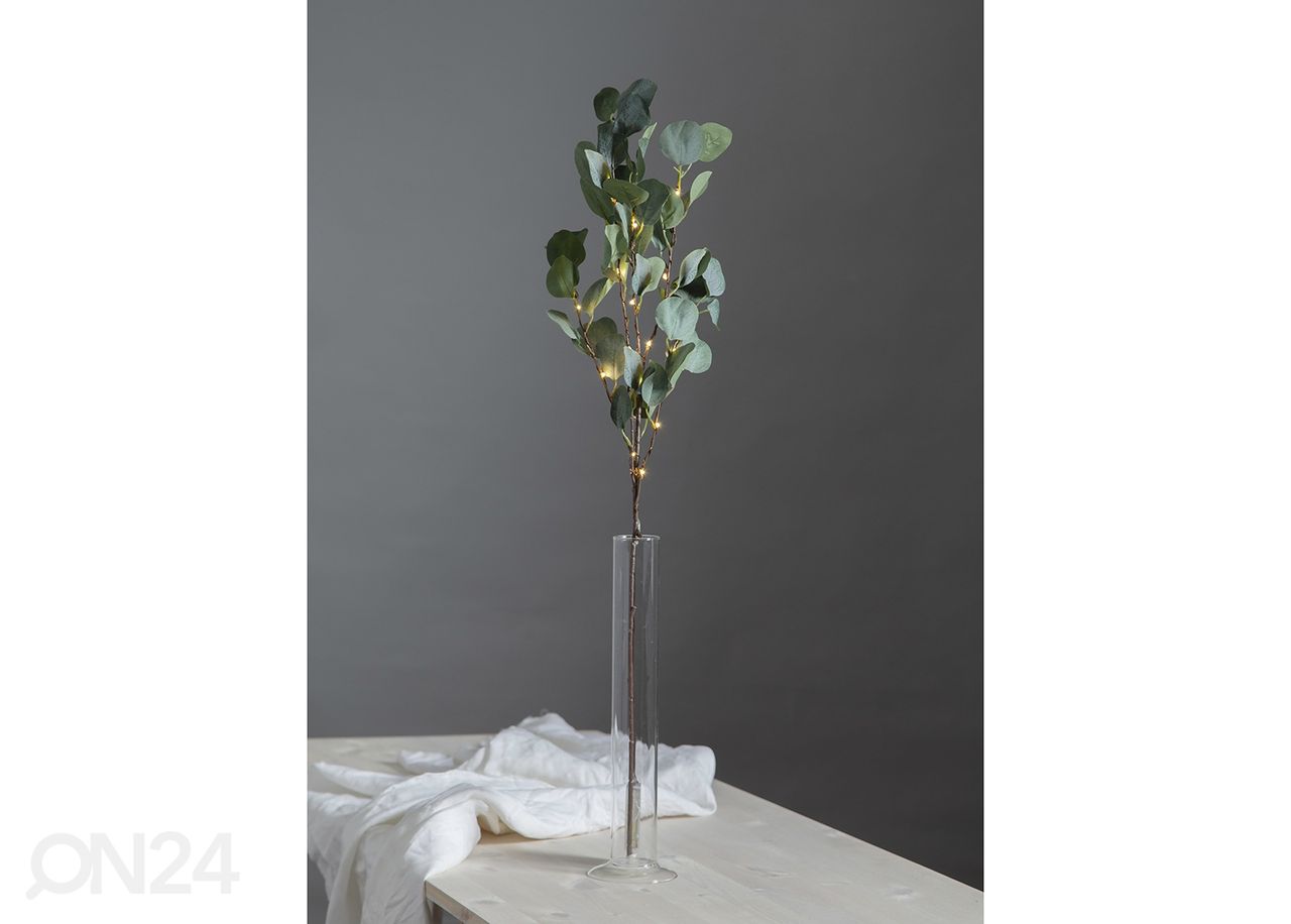 Valokoriste Eukalyptus kuvasuurennos