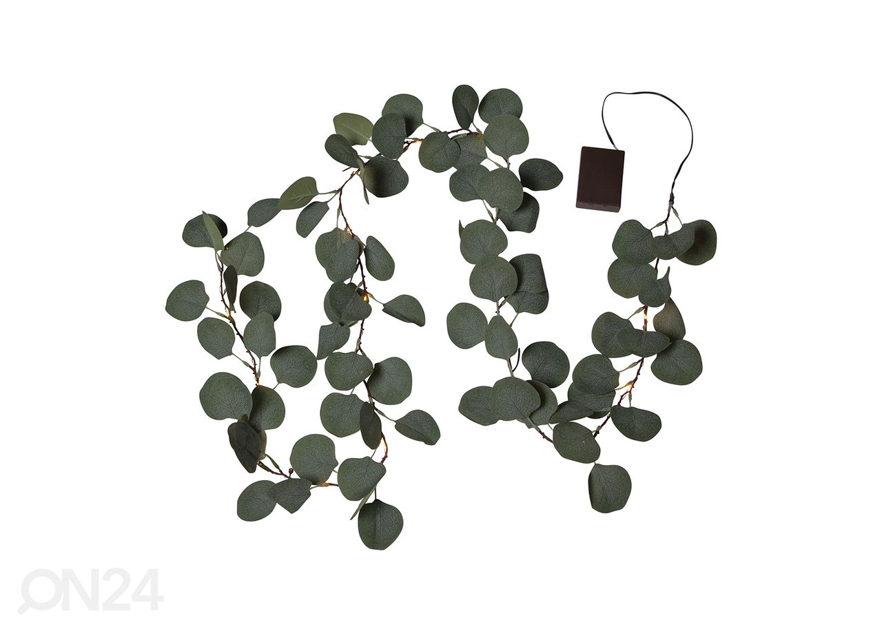 Valoseppele Eucalyptus kuvasuurennos