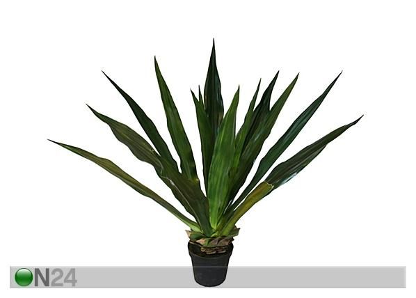 Agaave 125 cm