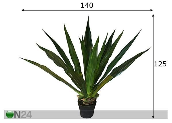 Agaave 125 cm mitat