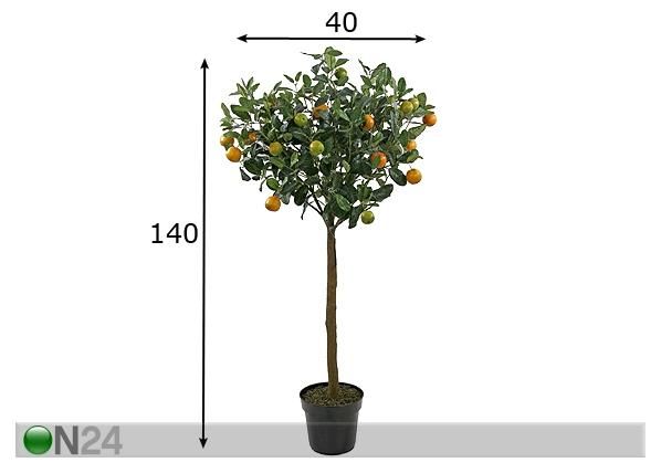 Appelsiinipuu 140 cm mitat