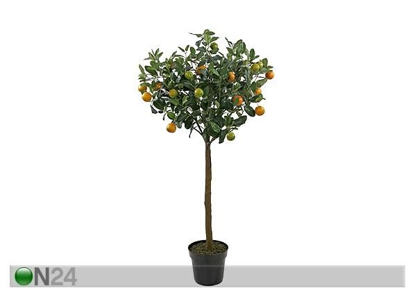 Appelsiinipuu 140 cm