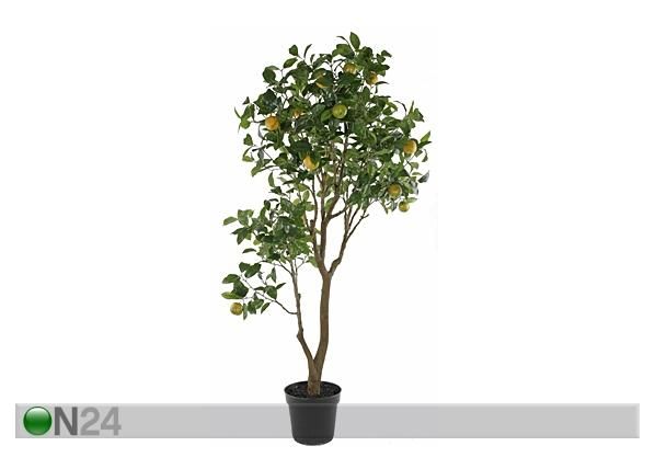 Appelsiinipuu 155 cm