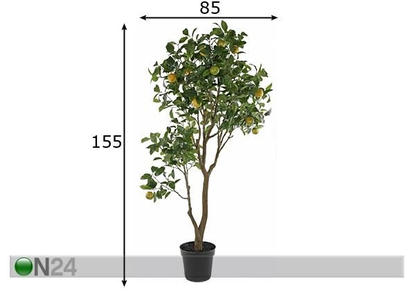 Appelsiinipuu 155 cm mitat