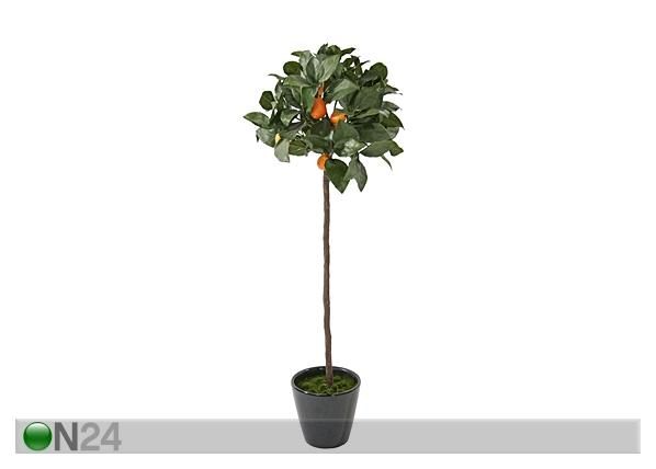 Aprikoosipuu 72 cm