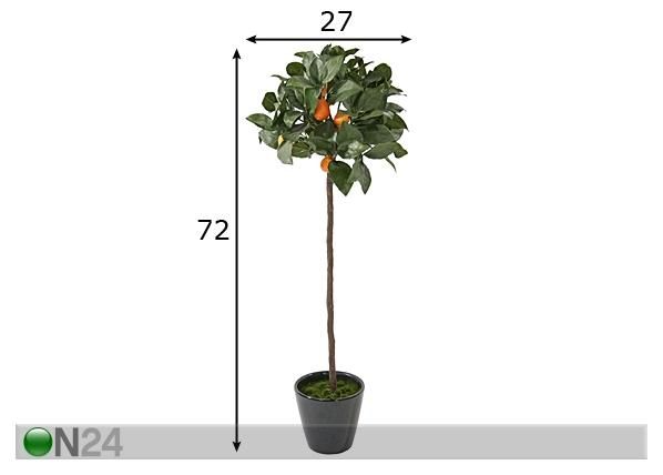 Aprikoosipuu 72 cm mitat