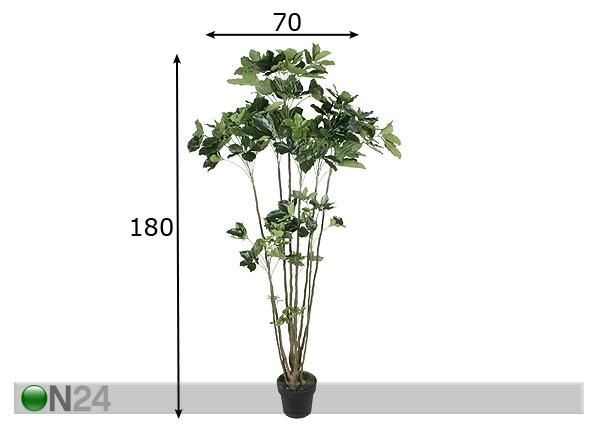 Aralia 180 cm mitat