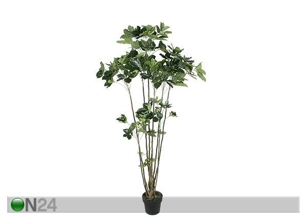 Aralia 180 cm