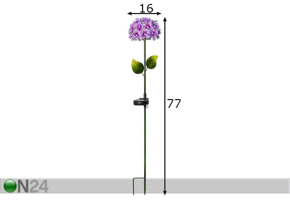 Aurinkokennovalaisin Hortensia mitat