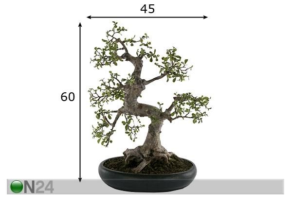 Bonsai 60 cm mitat