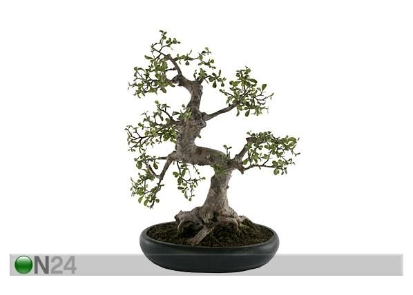 Bonsai 60 cm