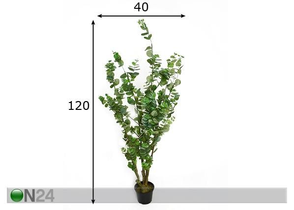 Eucalyptus 120 cm mitat