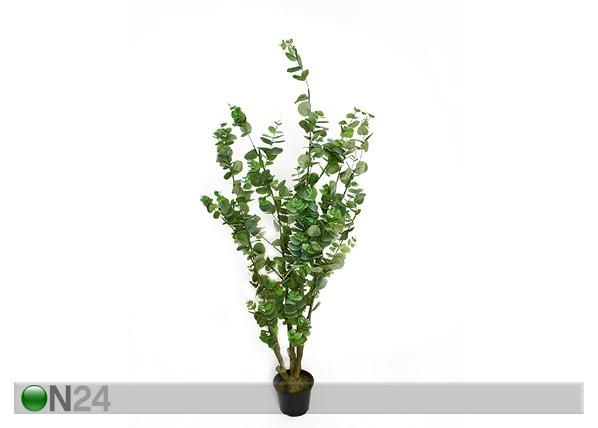 Eucalyptus 120 cm