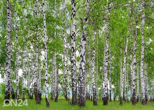 Fleece kuvatapetti BIRCHWOOD 360x270 cm